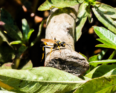 Sceliphron caementarium