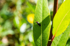 Ellychnia californica