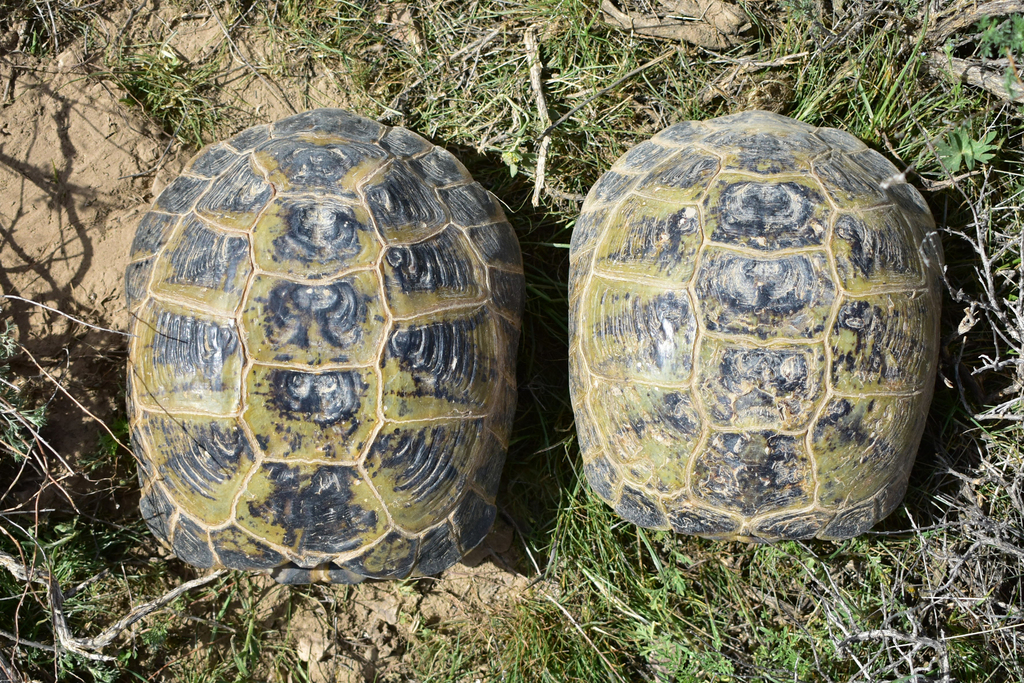Central Asian Tortoise