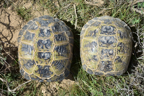 Central Asian Tortoise