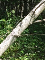 Aeshna canadensis