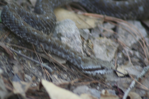 Campbell's Rattlesnake