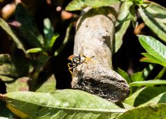 Sceliphron caementarium