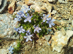 Campanula cenisia