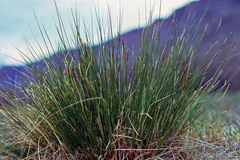 Carex myosuroides