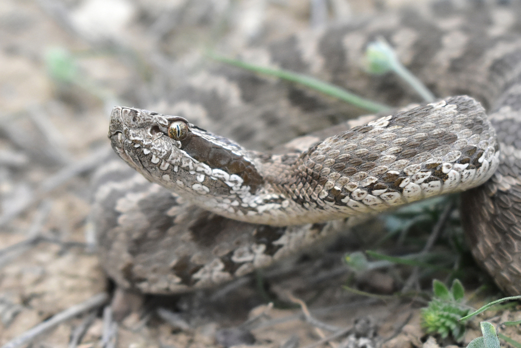 Karaganda pitviper