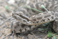 Karaganda Pitviper photo 5