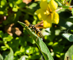 Polistes dominula