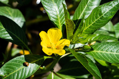 Ludwigia
