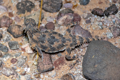 Phrynosoma goodei