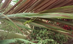 Anolis carolinensis