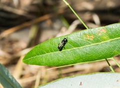 Crossocerus