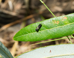 Crossocerus