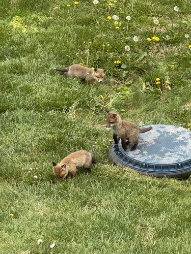 Red Fox photographed in New Jersey