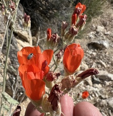 Sphaeralcea ambigua var. ambigua