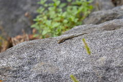 Podarcis muralis maculiventris