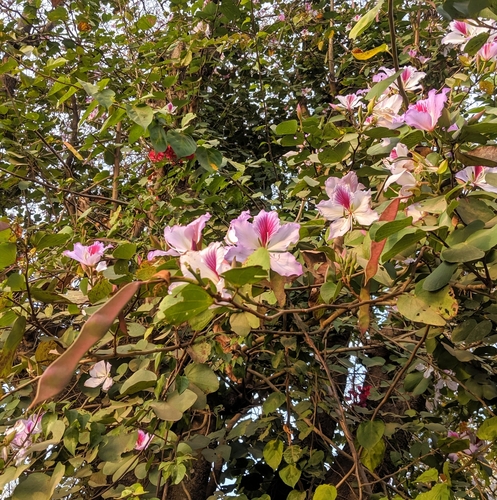 Bauhinia variegata var. variegata image