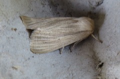 Mythimna pallens