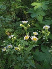 Erigeron