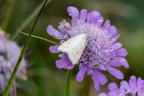 Pale Straw Pearl, Provincia di Trento, Italia, photo 3 of 10