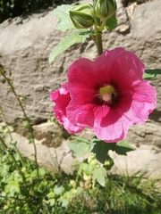 Alcea