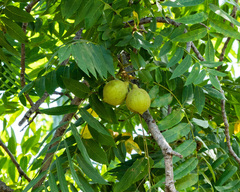 Juglans