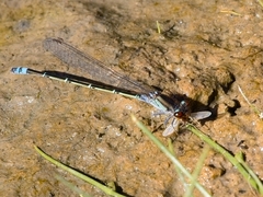Pseudagrion hamoni