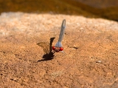 Pseudagrion sublacteum