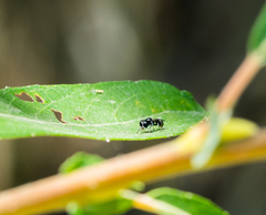 Crossocerus