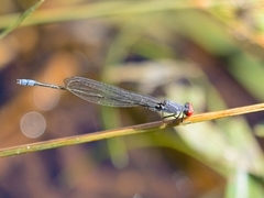 Pseudagrion sublacteum