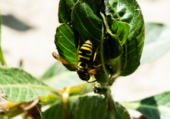 Ancistrocerus