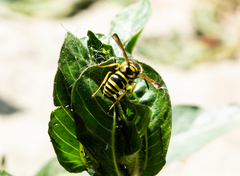 Ancistrocerus