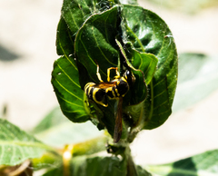 Ancistrocerus