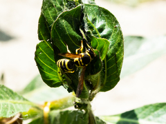 Ancistrocerus