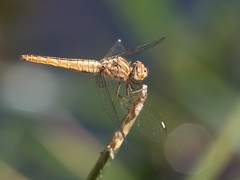Brachythemis lacustris