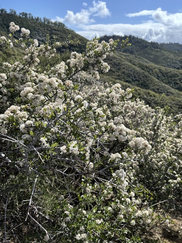 Ceanothus cuneatus