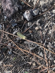 Lophocampa argentata