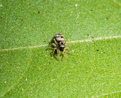 Salticus scenicus