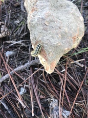 Lophocampa argentata
