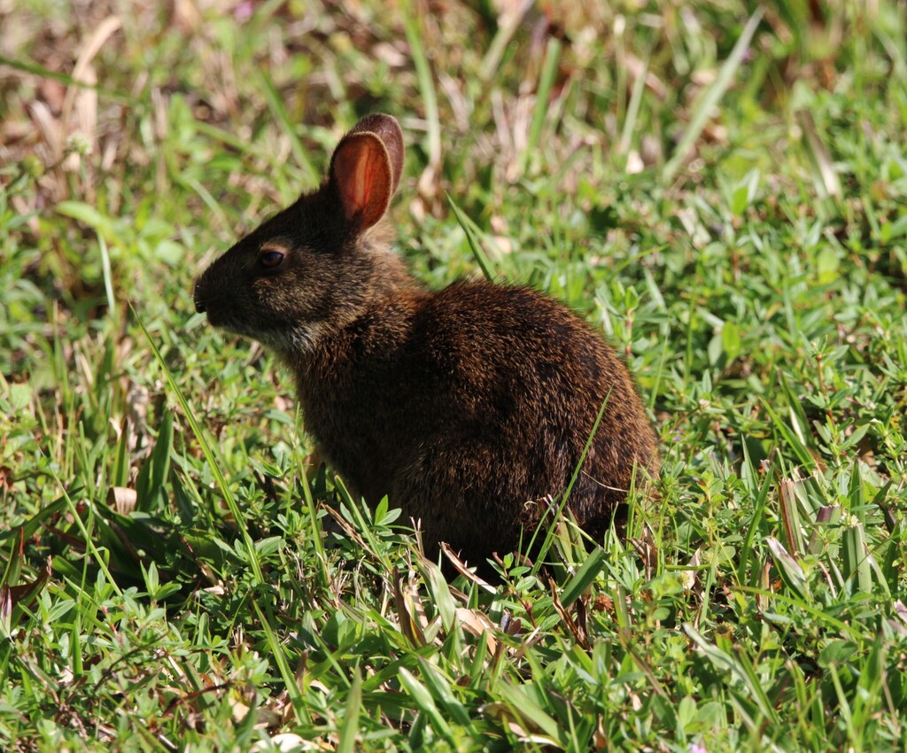 Florida Rabbit Marsh Rabbit from Davie, FL, USA on April 26, 2025 at 09:39 AM by ...
