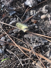 Lophocampa argentata