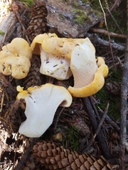 Cantharellus cascadensis
