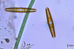 Navicula oblonga