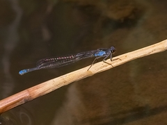 Pseudagrion sudanicum