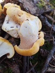 Cantharellus cascadensis