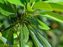 Macroglossum passalus