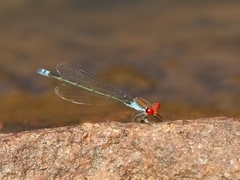 Pseudagrion acaciae