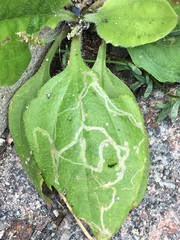 Phytomyza plantaginis