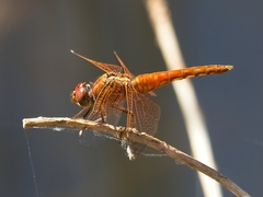 Brachythemis lacustris