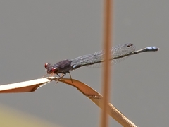 Pseudagrion hamoni